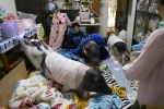 Nhà thiết kế Đài Loan ở cùng nhà với 4 con lợn