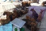 Triệt phá đường dây trộm hơn 100 tấn chó ở Thanh Hóa