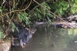 Khởi tố vụ án nước sạch Sông Đà bốc mùi, nhiễm dầu thải 
