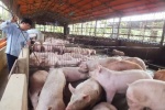 Cục Chăn nuôi: Vẫn còn tồn 200.000 tấn thịt lợn hơi