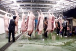 Việt Nam có thể thiếu 500.000 tấn thịt heo từ cuối năm 2019