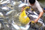 Cá tra Nam Việt kỳ vọng tăng lợi nhuận 20%/năm dù có ảnh hưởng từ nCoV  