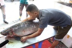 Cá trắm khổng lồ 42 kg to như thân người đã về Hà Nội