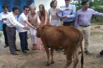 Hoa hậu Toàn cầu trao bò từ thiện tại Đà Nẵng