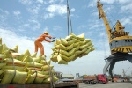 Thủ tướng: Cần nghiêm túc rút kinh nghiệm trong tham mưu xuất khẩu gạo