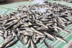 Thanh Hóa báo cáo Thủ tướng Chính phủ nguyên nhân cá chết tại xã đảo Nghi Sơn