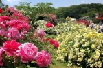 Rose Park - Công viên hoa hồng lớn nhất Việt Nam