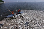 Thủ tướng yêu cầu khẩn trương làm rõ nguyên nhân cá chết bất thường ở Hồ Tây