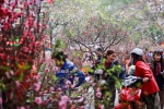 Hà Nội tổ chức 64 chợ hoa Xuân phục vụ Tết Nguyên đán Kỷ Hợi 2019