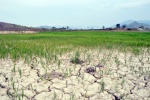 Nguy cơ mất 22% diện tích đất lúa vì ngập mặn và hạn hán