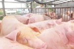 Thịt lợn rớt giá thảm, doanh nghiệp Việt lại nhập từ Anh, Hà Lan về để xuất sang Trung Quốc