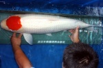 400 con cá Koi “khủng” từ Nhật giá hàng chục nghìn USD sắp về Việt Nam