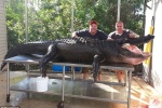 Cá sấu khổng lồ gần 350 kg bị 2 thợ săn bắt bằng tay không
