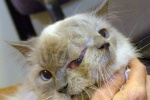 Chú mèo hai khuôn mặt, ba mắt qua đời ở tuổi 15