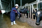 Bà Thái Hương nói về chuyện nông dân đổ sữa