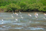 Bảo vệ rừng ngập mặn Đồng bằng sông Cửu Long
