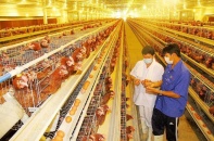 Ngành chăn nuôi đã bớt “sợ” CPTPP