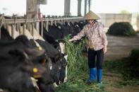 Vinamilk chào mua công khai, dàn “sao” ngoại rời GTNFoods