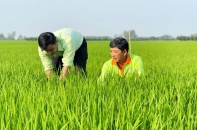 Gặp khó quý cuối, doanh thu và lợi nhuận cả năm 2022 của PAN vẫn tăng gần 50%
