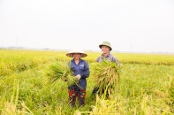 Doanh nghiệp đua giảm phát thải, nông dân tăng lợi nhuận hơn 50% từ hạt gạo "xanh"