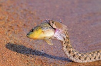 Ớn lạnh khoảnh khắc các "sát thủ ăn thịt" kết liễu con mồi 