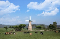 Vinamilk vận dụng kinh tế tuần hoàn phát triển trang trại bò sữa thân thiện với môi trường