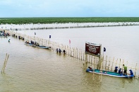 Vinamilk triển khai dự án tái sinh 25 hecta rừng ngập mặn tại Cà Mau