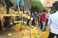 Thêm 22 tấn dưa hấu được tiêu thụ hỗ trợ nông dân miền Trung