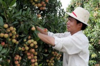 Vải thiều sắp vào vụ, chờ cú huých đi Mỹ, Úc, châu Âu
