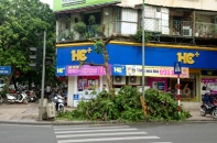 Tạm giữ đôi nam nữ thuê người bức tử cây sấu trong đêm