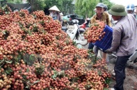 Lô vải thiều đầu tiên sắp lên đường đi Mỹ