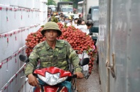 Sau Mỹ, vải thiều chuẩn bị lên đường sang Úc