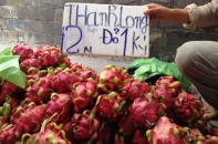 Mới đầu vụ thanh long đã rớt giá