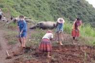 Hà Giang: Đàn trâu gần 20 con bị sét đánh chết