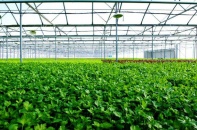 Vingroup đầu tư 1.000 tỷ đồng xây nhà kính trồng nông sản sạch theo công nghệ Israel