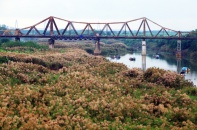 Mùa hoa cỏ lau bên cây cầu Long Biên trăm tuổi 