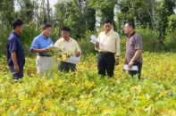 Vinasoy đầu tư nghiên cứu, trồng cây đậu nành không biến đổi gen