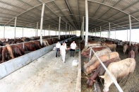 Hoàng Anh Gia Lai sắp ra mắt thương hiệu thịt bò tự nuôi