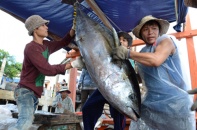 Cá ngừ Việt Nam gặp khó khi vào Mỹ