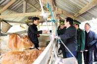 Chủ tịch nước trao tặng bò giống cho hộ nghèo tỉnh Hà Giang