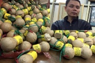Bắt giữ 700 quả pháo nổ hình lựu đạn đi xe khách về Hà Nội