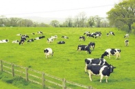 Vinamilk sẽ khánh thành 3 trang trại đạt tiêu chuẩn Global G.A.P trong năm 2016