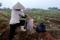 Người trồng rau sạch: "Nhiều khi lương tâm cũng không bằng lợi nhuận"