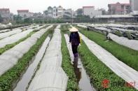 Lãnh đạo xã Vân Nội: Giữ thương hiệu rau an toàn như giữ bát cơm nhà mình