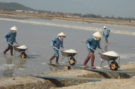 Muối liên tục rớt giá, diêm dân bỏ đồng