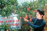 Vải thiều sắp vào mùa, sẵn sàng xuất khẩu
