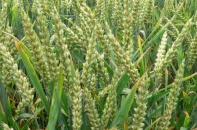 FAO: Giá lương thực thế giới sẽ không tăng trong ngắn hạn