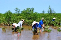 Cà Mau: Cần 250 tỷ đồng cho dự án trồng rừng ứng phó với biến đổi khí hậu