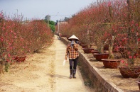 "Mùa Đông không lạnh", người trồng đào Nhật Tân lo mất Tết