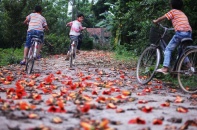 Nhớ mùa hoa gạo!